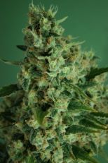  Incredible Bulk Auto Feminized - Dr Krippling