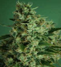 Incredible Bulk Auto by Dr Krippling Seeds