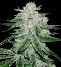 Gorilla Glue Autoflower