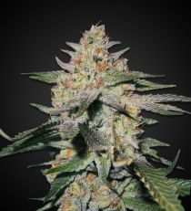 Northern Lights Feminized