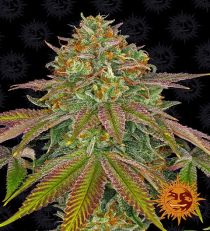 Wedding Cake by Barney's Farm
