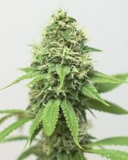 Acapulco Gold by Growers Choice