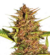 Pakistan Chitral Kush Feminized by Ace Seeds