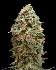 Afghan Skunk Feminized by Advanced Seeds