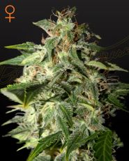 Afgooey Feminized by Green House Seed Company 