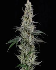 AK Feminzed by Spliff Seeds 