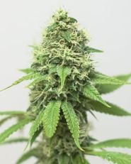 Alaska Thunderfuck Auto by Growers Choice