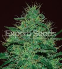 Amnesia Haze Auto by Expert Seeds