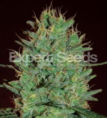 Amnesia Haze by Expert Seeds