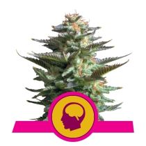 Amnesia Haze Feminized - Royal Queen Seeds