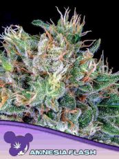 Amnesia Flash Feminized- Anesia Seeds