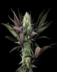 Apple Fritter Feminized by Kannabia