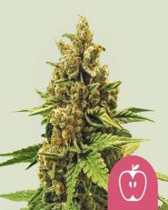 Apple Fritter Feminized by Royal Queen Seeds
