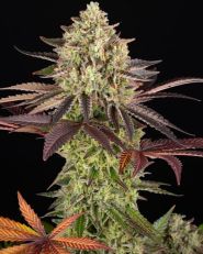 Apple Fritter Feminized by Barney's Farm