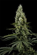Arjan's Haze #3 Feminized - Green House Seeds