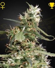 Arjan's Ultra Haze 1 Feminized by Green House Seeds
