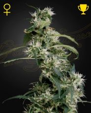 Arjan's Ultra Haze 2 Feminized by Green House Seeds 