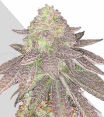 Rainbow Glue Autoflower By Auto Seeds