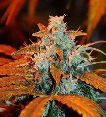 G13 Labs Auto Berry