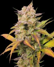 Sweet Bourbon Auto Kush by Super Sativa Seed Club