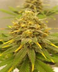 Auto Bruce Lemon Diesel