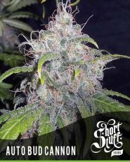 Auto Bud Cannon Feminized by Short Stuff Seeds