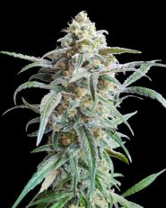 Cherry Pie Autoflower by Advanced Seeds