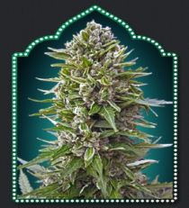 OO Seeds Auto N.L.