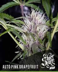 Auto Pink Grapefruit Feminized by Short Stuff Seeds