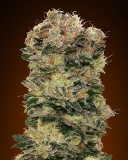 Auto Sweet Somango by OO Seeds