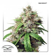 AutoEuforia by DP Seeds
