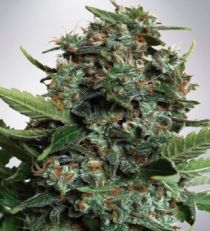 Autopilot XXL MOC Seeds