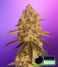 Baked Bomb – Bomb Seeds