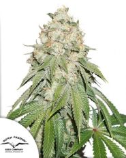 Banana Blaze by Dutch Passion