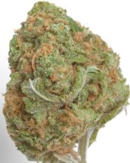 Banana Glue Feminized by Growers Choice Seeds