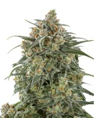 Banana Sherbet Feminized by Growers Choice Seeds