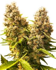 Banana Kush Cake Auto by Sensi Seeds