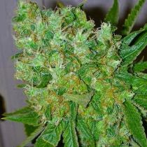 Blue Cheese Feminized by Big Buddha 