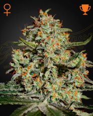 Big Bang Feminized by Green House Seeds