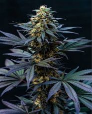 Black Lebanon Feminized by Super Sativa Seed Club