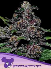 Blackberry Moonrocks Autoflower