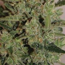 Blue Cheese Automatic Feminized - Big Buddha