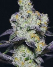 Blue Dream Sherbet Feminized by Growers Choice Seeds
