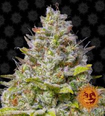 Blue Gelato 41 by Barney's Farm