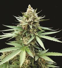 G13 Labs Blue OG