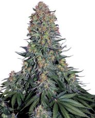 Blue Skunk by Sensi Seeds
