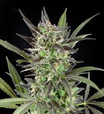 G13 Labs Blue Venom