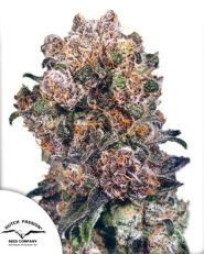 Blueberry Regular by Dutch Passion 