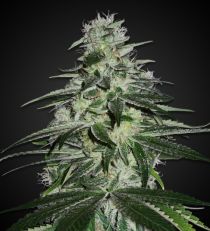 Blueberry Feminized by 420 Seeds