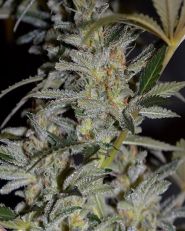 Blueberry Gum #2 Feminized by G13 Labs